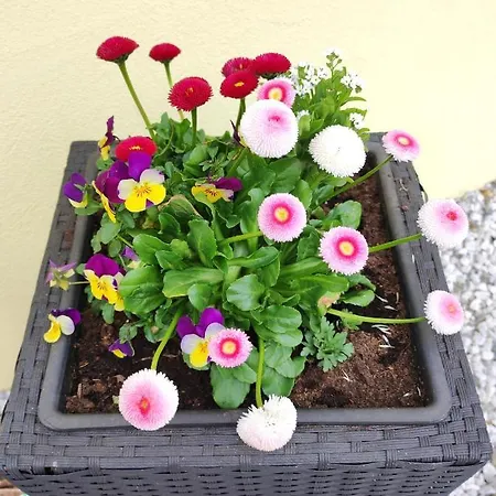 Martin Апартаменты *